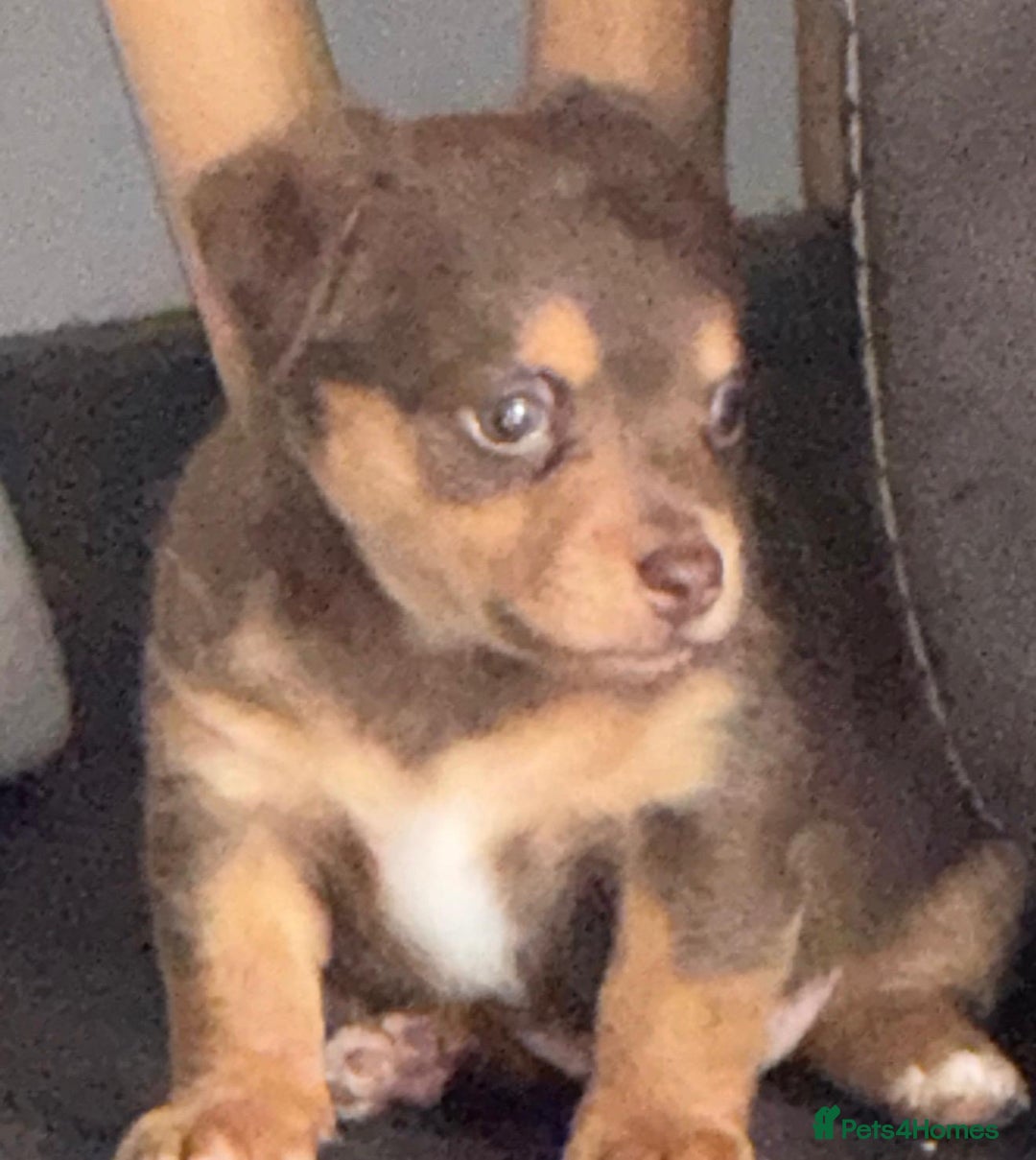 Jack Russell dogs for sale: Jack Russell Puppies 3 boys available - Image 14