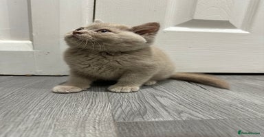 British Shorthair cats - Advert 14