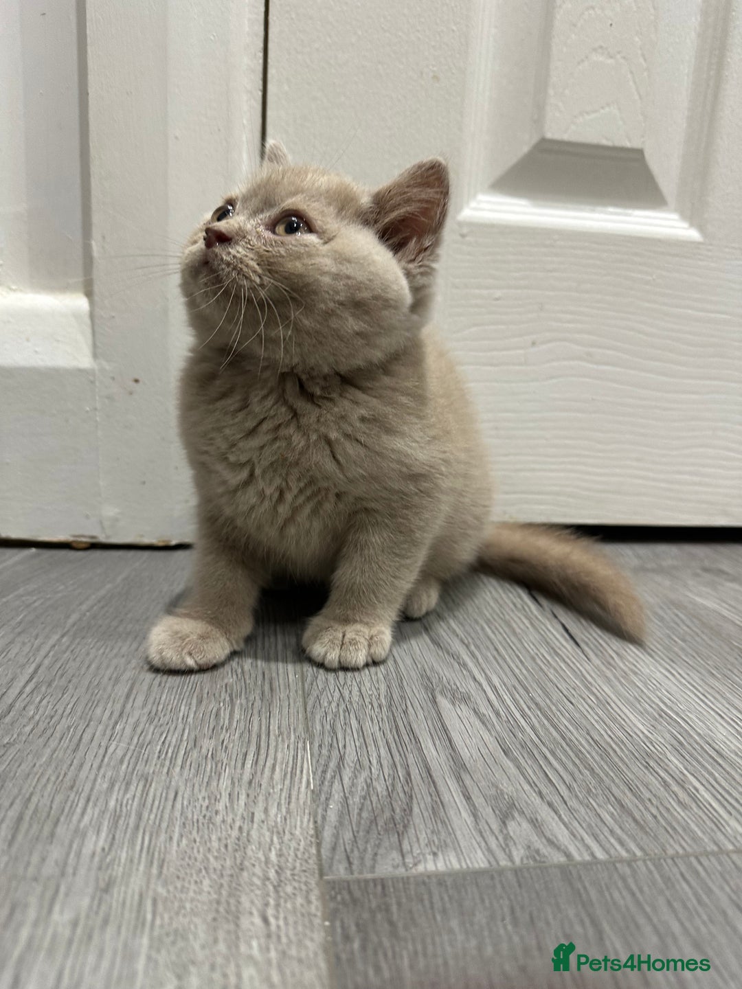 British Shorthair cats for sale: 🌈Choc Lilac Fawn Tortie Full Pedigree Brit BSH😍 - Image 4