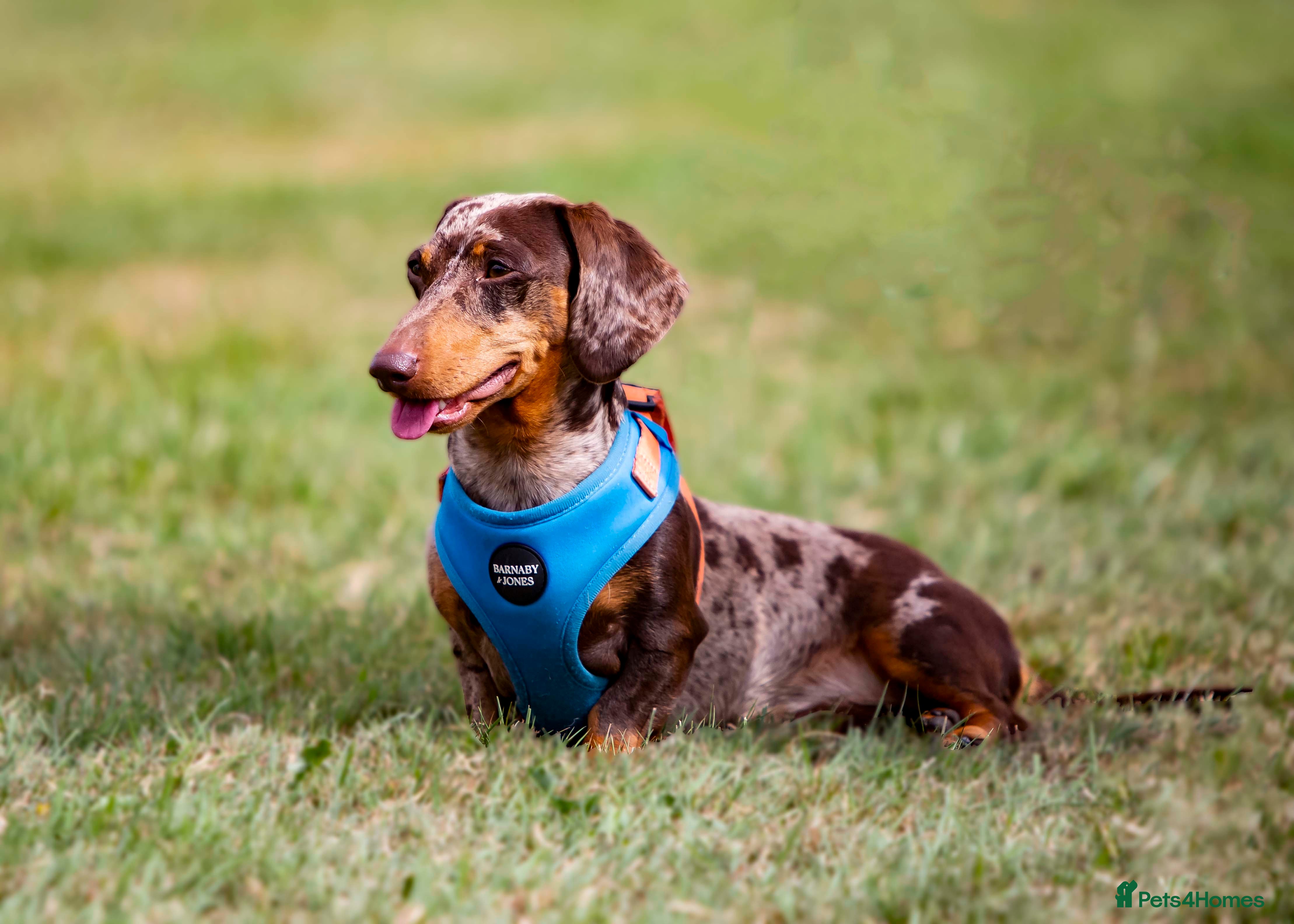 Dachshund dogs Miniature Dachshund Stud Kc registered & Pra clear in Stowmarket - Advert 1