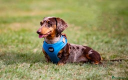 Dachshund dogs for stud: Miniature Dachshund Stud Kc registered & Pra clear in Stowmarket - Image 1