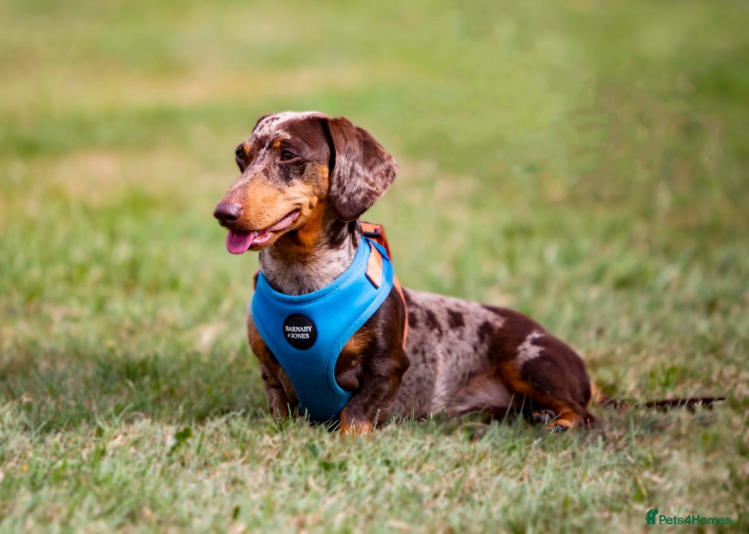 Dachshund dogs for stud: Miniature Dachshund Stud Kc registered & Pra clear in Stowmarket - Image 1