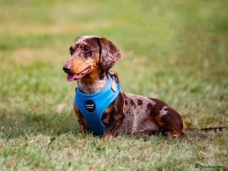 Dachshund dogs in Stowmarket - Advert 8