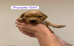 Golden Retriever dogs for sale: Gorgeous Field Retriever (Golden) Pups  - Image 8