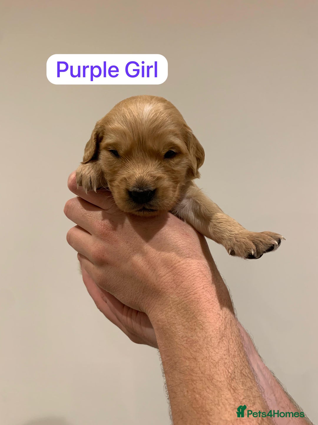 Golden Retriever dogs for sale: Gorgeous Field Retriever (Golden) Pups  - Image 8
