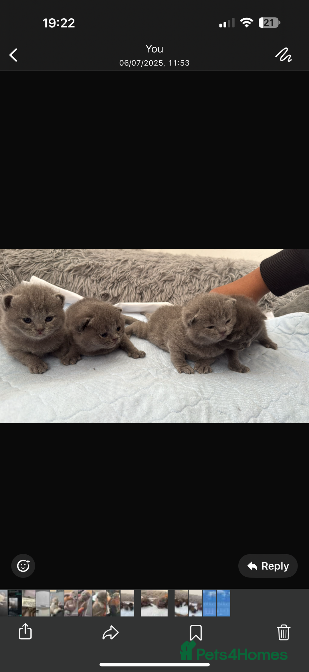 British Shorthair cats for sale: British short hair for sale - Image 3