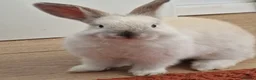 Mini Lop rabbits for sale: Adorable boy Rabbit Looking for a New Home 🏡 - Advert 3