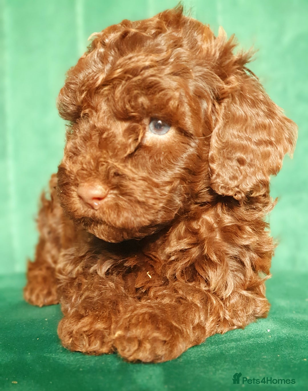 Miniature Poodle dogs for sale: Miniature poodle  - Advert 10