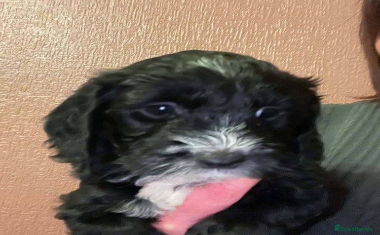 Cockapoo dogs LAST ONE REMAINING BLACK AND WHITE GIRL  - Advert 7