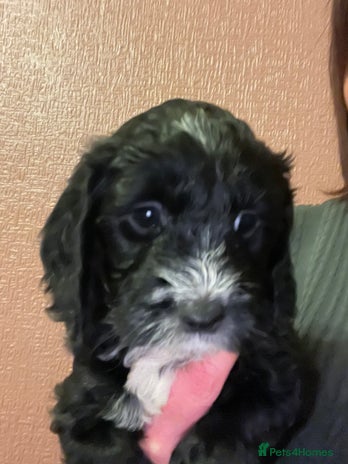 Cockapoo dogs LAST ONE REMAINING BLACK AND WHITE GIRL - Advert 7