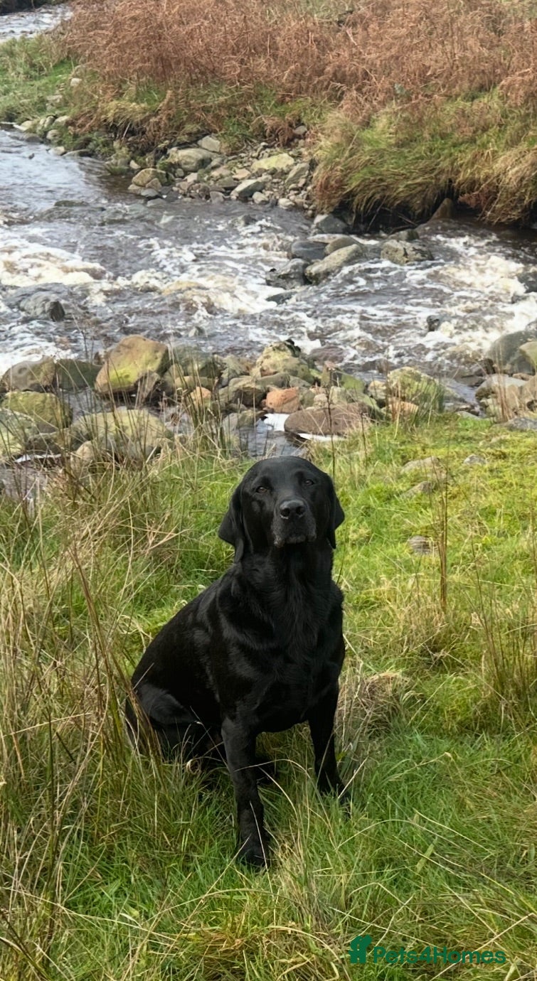 Labrador Retriever dogs Stunning Black Labrador Pups - Advert 2