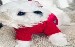 Maltese dogs for sale: 🌟Stunning Tiny Korean Maltese KC Reg🌟 - Advert 3