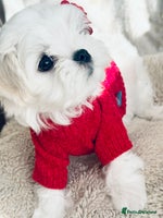 Maltese dogs 🌟Stunning Tiny Korean Maltese KC Reg🌟 - Advert 7