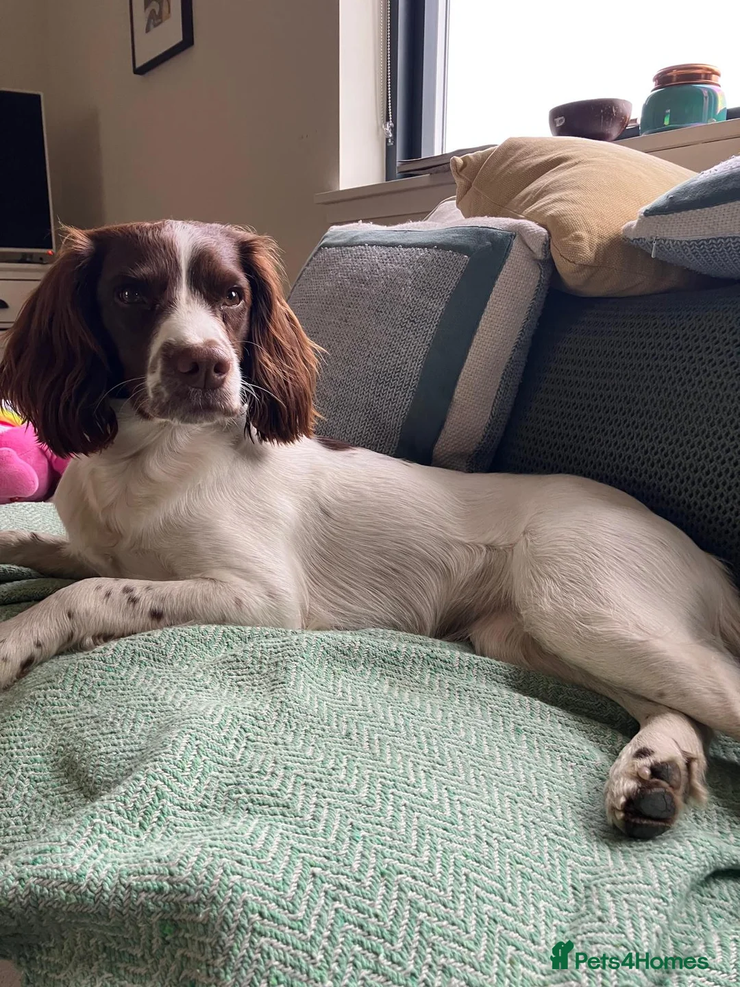 English Springer Spaniel dogs for sale: Exceptional English Springer Spaniel - Advert 9