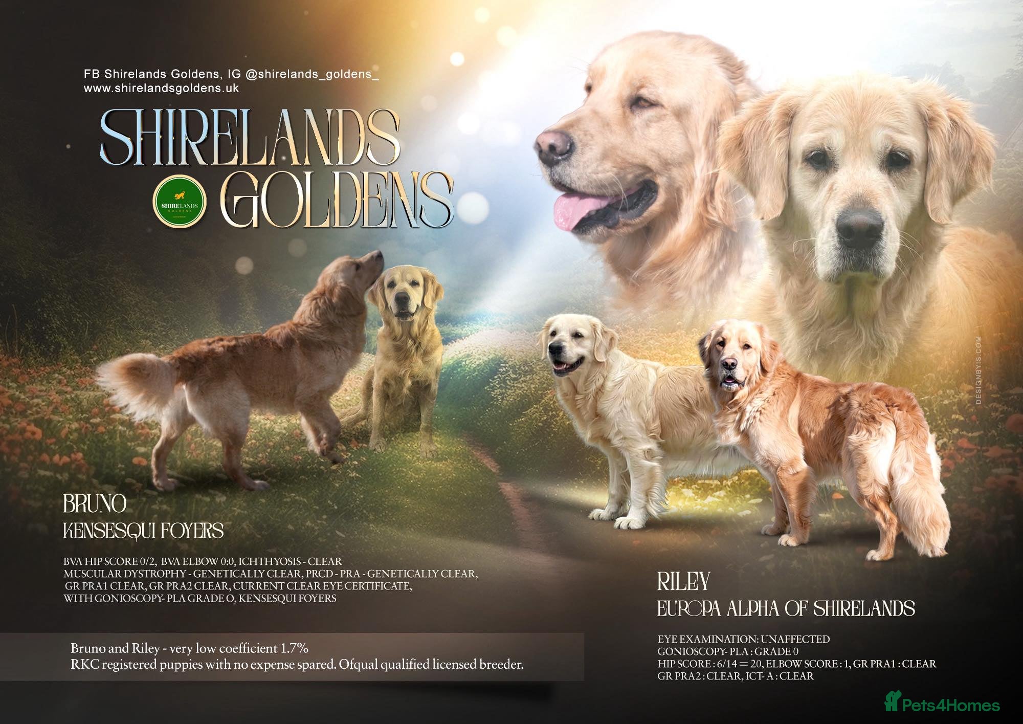 Golden Retriever dogs Stunning Dual Purpose RKC Golden Retriever Litter - Advert 13