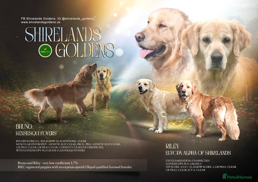 Golden Retriever dogs for sale: Stunning Dual Purpose RKC Golden Retriever Litter - Advert 1