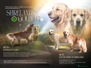 Golden Retriever dogs Stunning Dual Purpose RKC Golden Retriever Litter - Advert 8