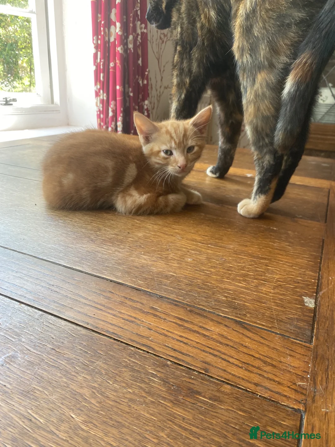 Mixed Breed cats for sale: Glorious Ginger Tom kitten  - Advert 8