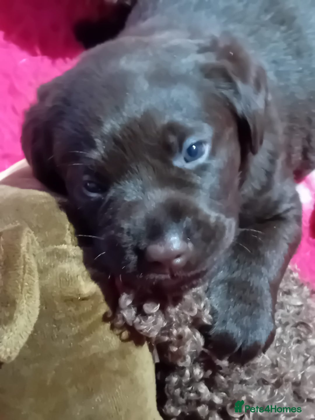 Labrador Retriever dogs for sale: Stunning chunky kc reg pups, parents health tested - Advert 4