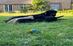 Labrador Retriever dogs for sale: Two Labrador Dog Puppies - black - Image 10