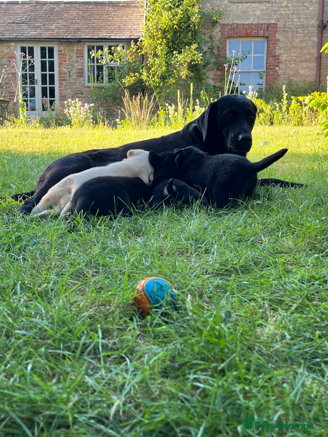 Labrador Retriever dogs for sale: Two Labrador Dog Puppies - black - Image 10