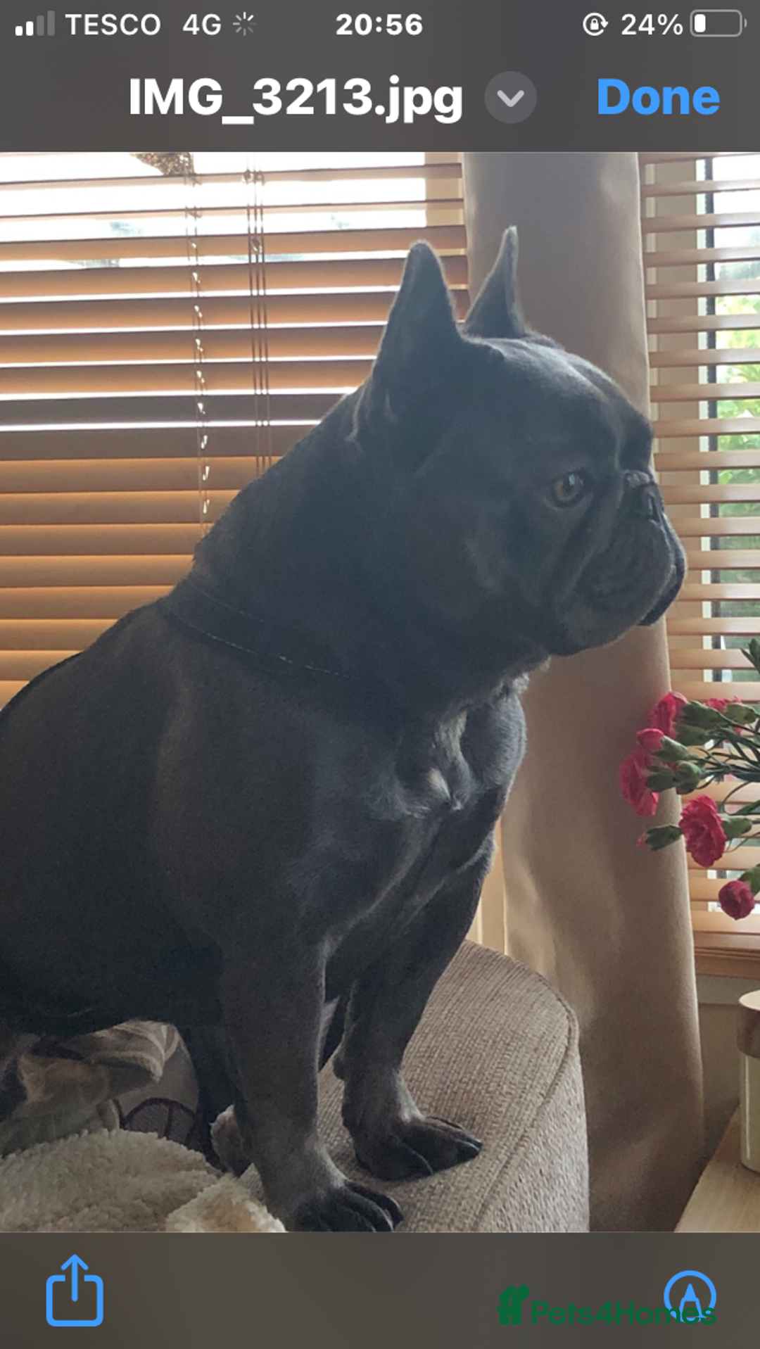 French Bulldog dogs for sale: QUALITY SOLID BLUE FRENCH BULLDOG PUPPIES  - Advert 5