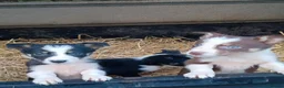 Border Collie dogs for sale: Border collie pups  in Strathaven - Advert 4