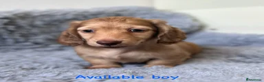 Cream boy 