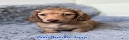 Miniature Dachshund dogs for sale: 🐶 PRA KC reg Miniature Long Haired Dachshunds🐶 - Advert 16
