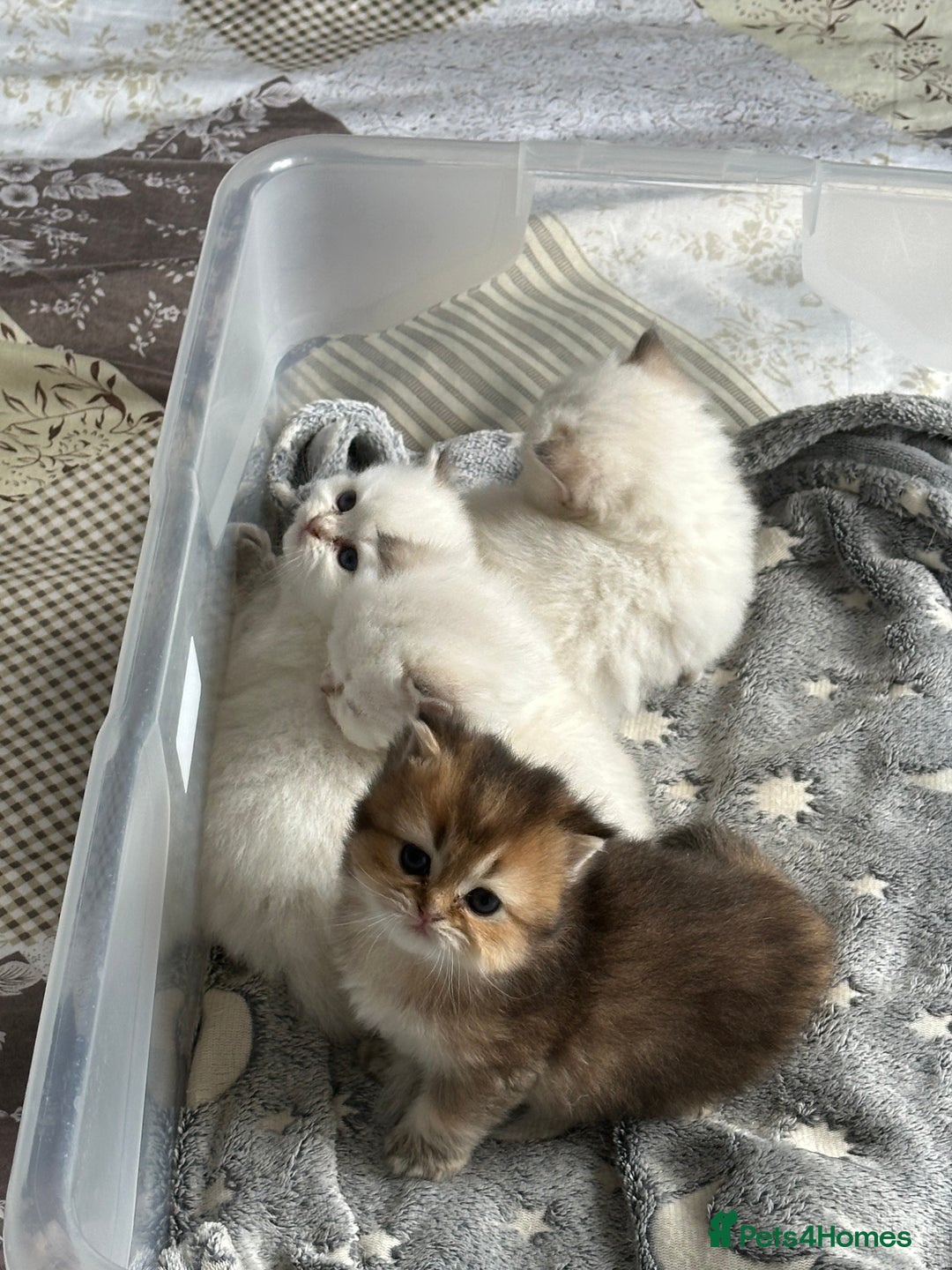 British Longhair cats for sale: Stunning British Longhair Kittens Ready to collect - Image 24
