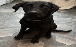 Mixed Breed dogs for sale: 6mth Rottweiler cross Dalmatian German Shepard - Image 3