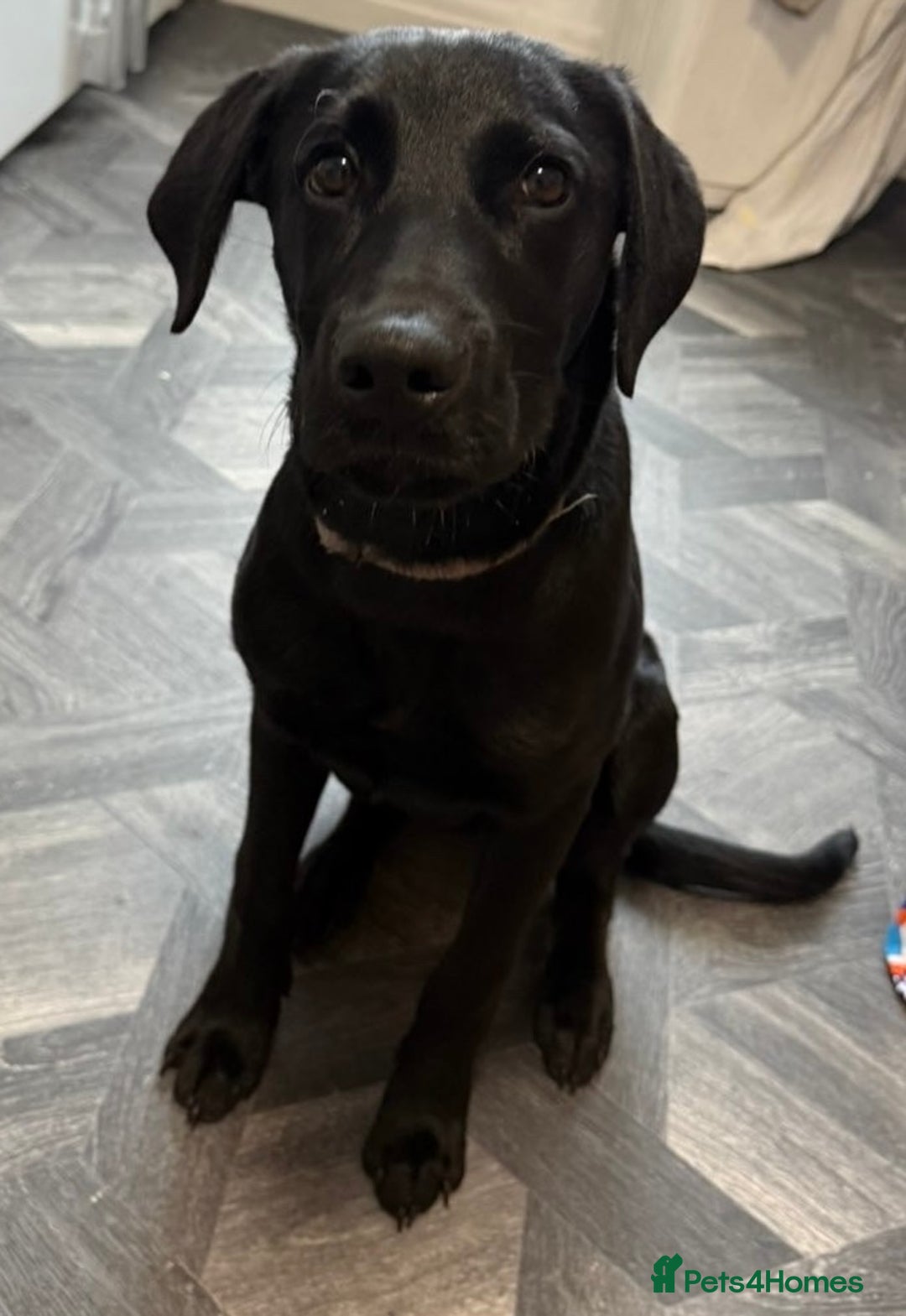 Mixed Breed dogs for sale: 6mth Rottweiler cross Dalmatian German Shepard - Image 3