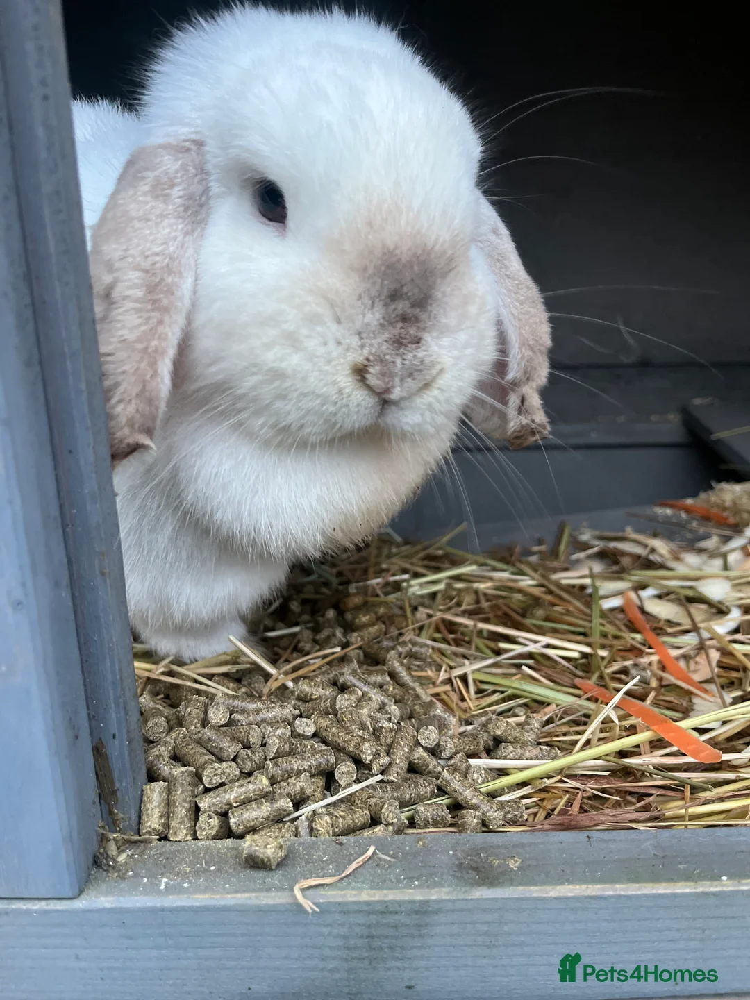 Mini Lop rabbits for sale: Beautiful white mini lop bunny - Advert 2