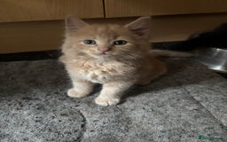 Maine Coon cats for sale: Maine coon kittens for sale  - Image 1
