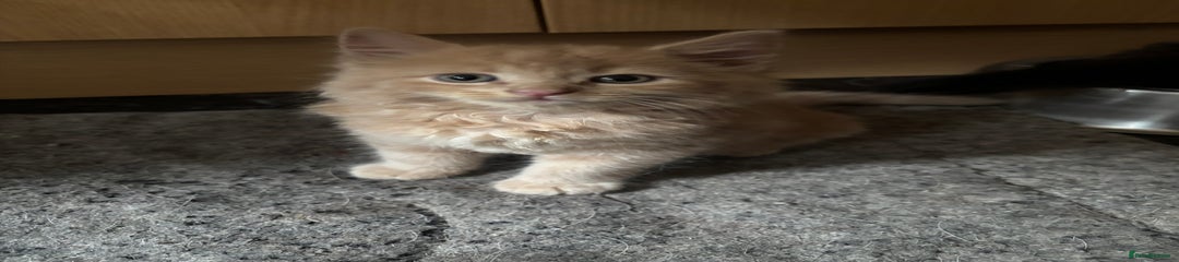 Maine Coon Kitten 2