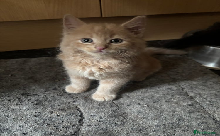 Maine Coon cats - Advert 4