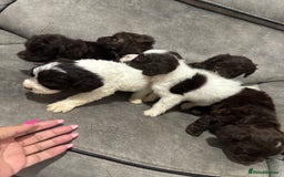 Cockapoo dogs for sale: Cocapoo - Image 4