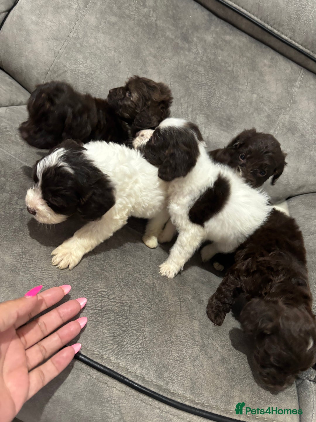 Cockapoo dogs for sale: Cocapoo - Image 4