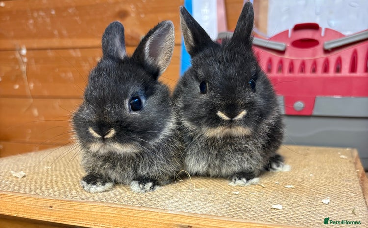 Netherland Dwarf rabbits - Advert 18