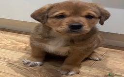 Central Asian Shepherd dogs for sale: Central Asian Shepard x Rottweiler  - Image 3