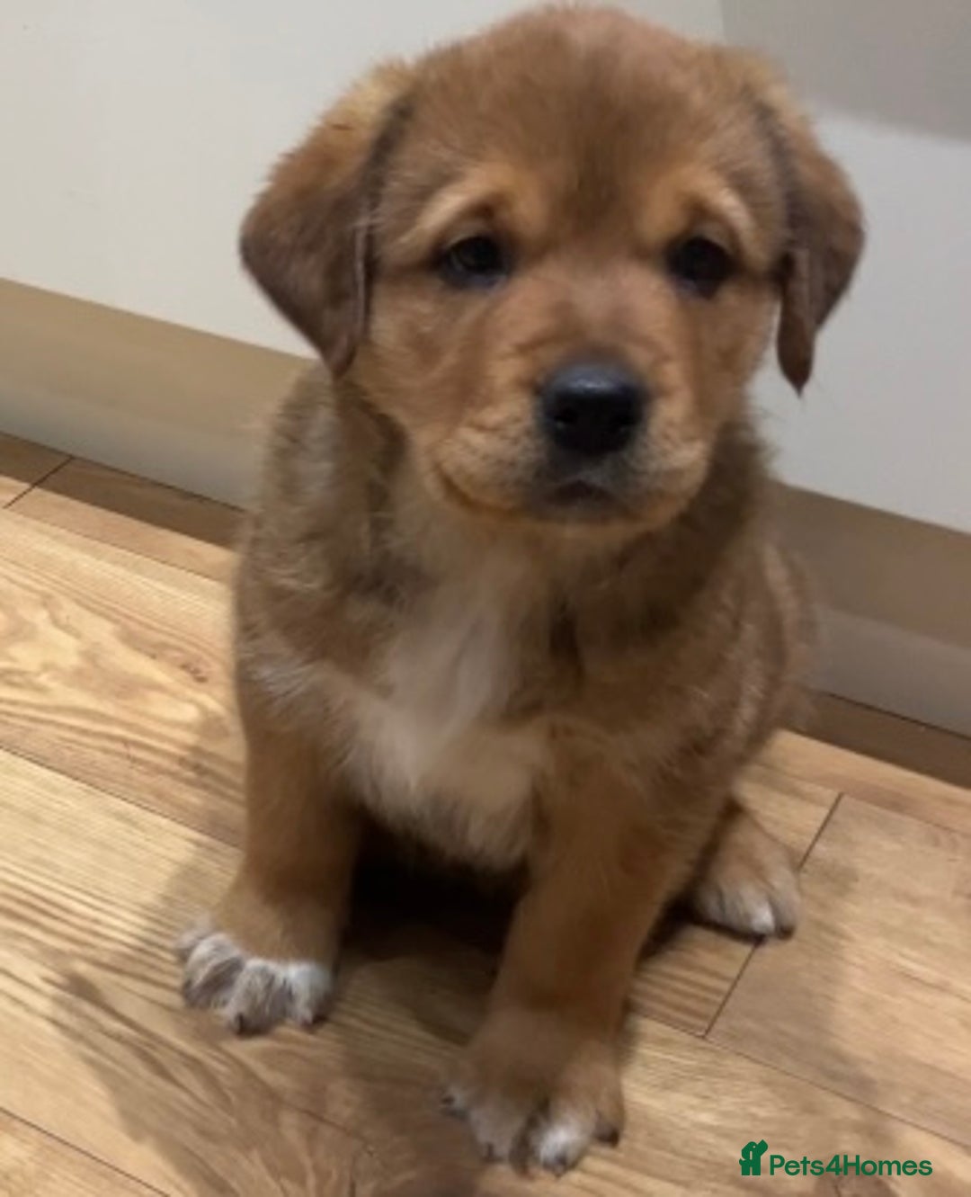 Central Asian Shepherd dogs for sale: Central Asian Shepard x Rottweiler  - Image 3