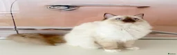 Ragdoll cats for sale: GCCF ACTIVE (FOR BREEDING) SEAL POINT MITTED GIRL - Advert 19