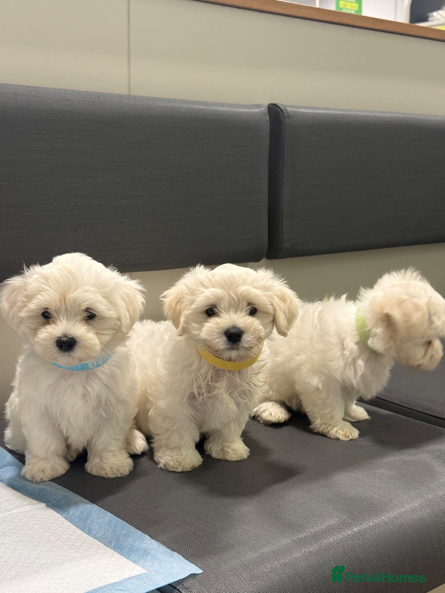 Maltese dogs Bichon Maltese  - Advert 1