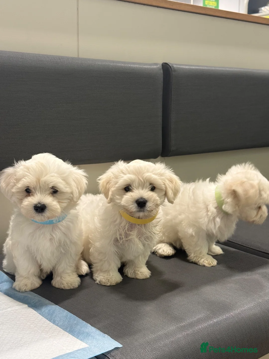 Maltese dogs for sale: Bichon Maltese  - Advert 1