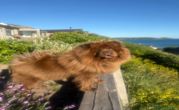 Chow Chow dogs Beautiful chow litter KC registered 🧬💜🍫 - Advert 4