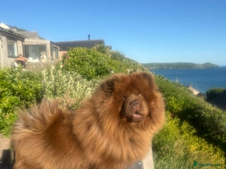 Chow Chow dogs Beautiful chow litter KC registered 🧬💜🍫 - Advert 1