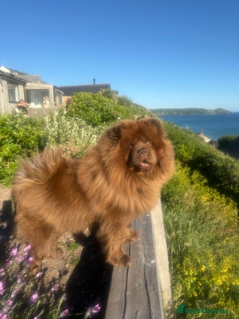 Chow Chow dogs Beautiful chow litter KC registered 🧬💜🍫 - Advert 3