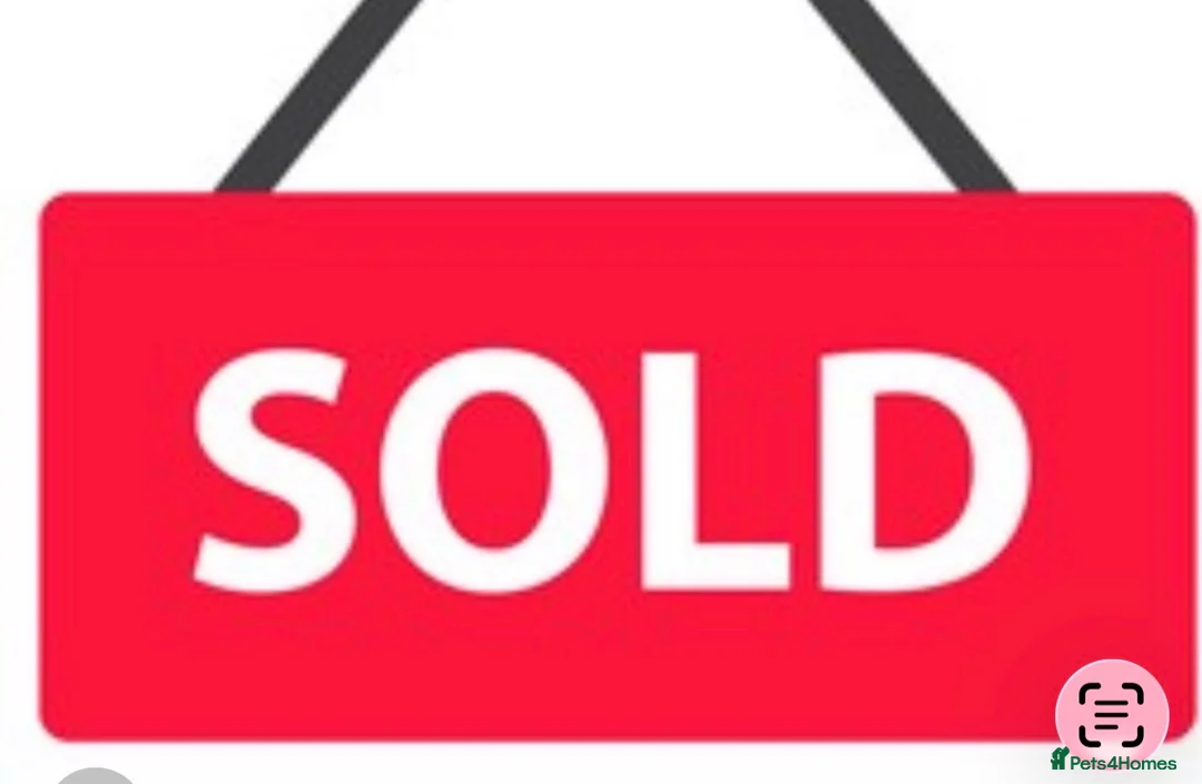 Parson Russell dogs for sale: Parson Pup - Advert 14