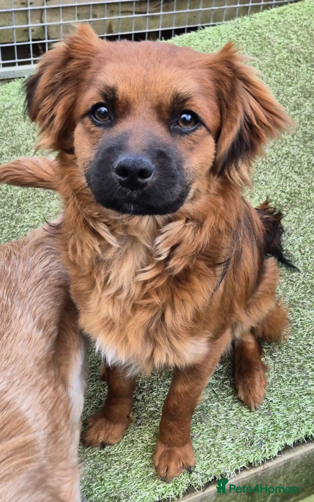 Mixed Breed dogs for adoption: Robin - In Ayr Looking for a home  - Advert 6