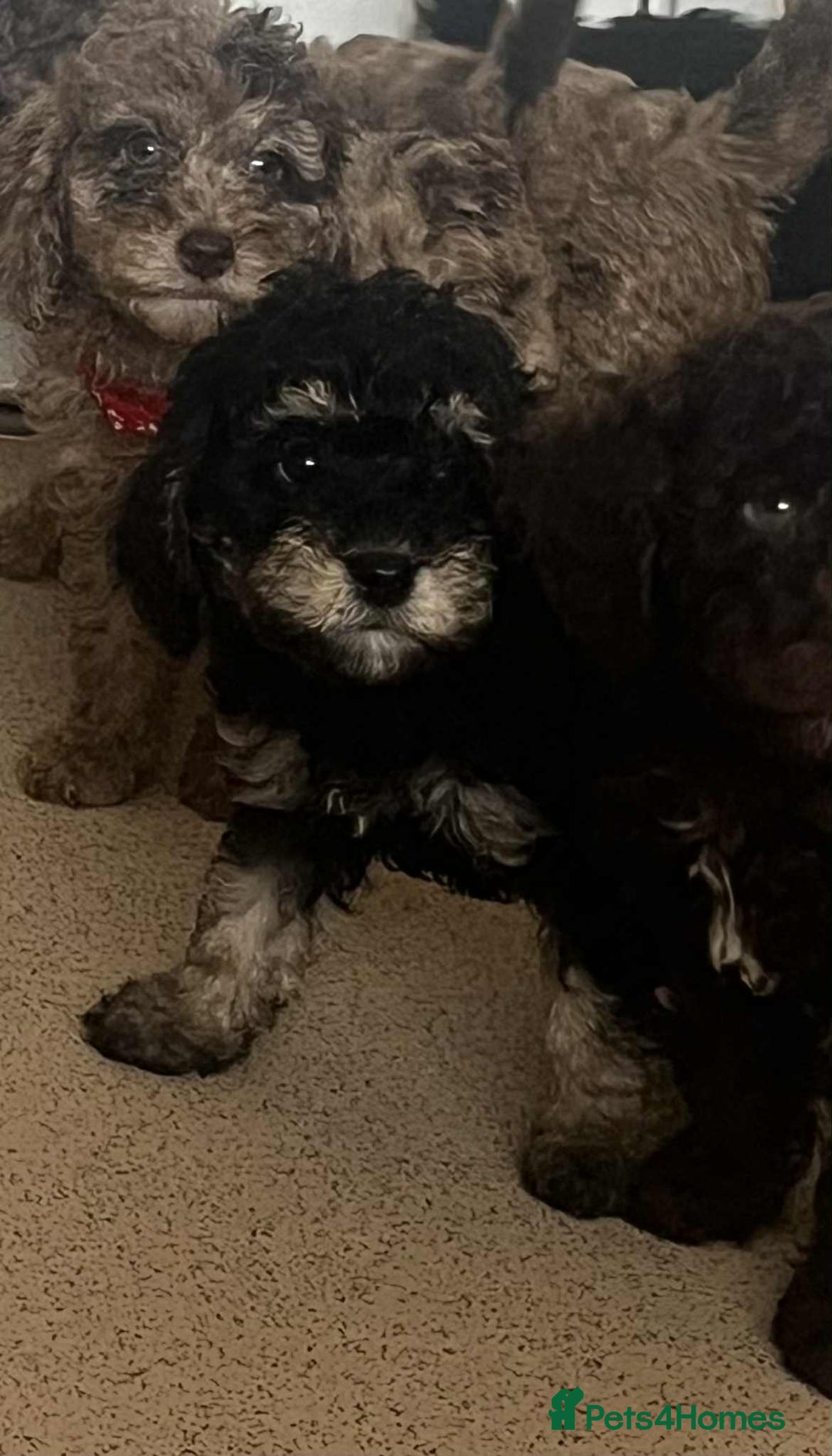 Cockapoo dogs for sale: BEAUTIFUL COCKAPOO PUPPIES LOOKING FOR LOVING HOME - Image 6